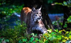 Luchs im Wildpark Warstein - Foto: Daniel Schröder