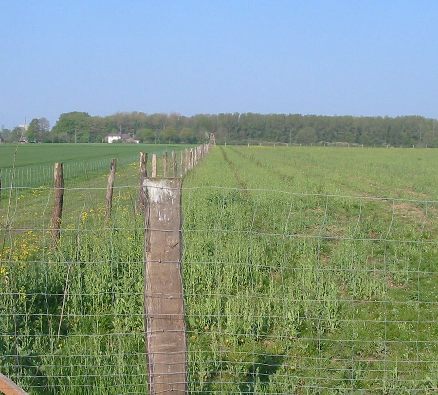 Wiederaufforstung im Raum Lippetal als Ersatzmaßnahme für den Bau des Hochwasserrückhaltebeckens in Warstein. Foto: Stephan Streicher/Kreis Soest
