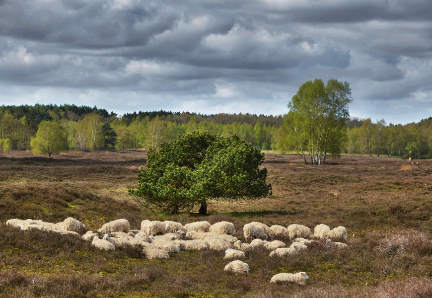 Schafe im Naturpark Wildeshauser Geest © VDN-Fotoportal/H. Schier